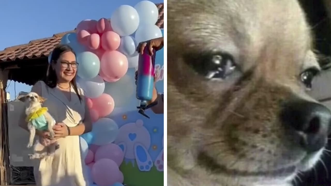 "¡El perrhijo salió volando!": Mamá se emociona en fiesta de revelación y avienta a su mascota