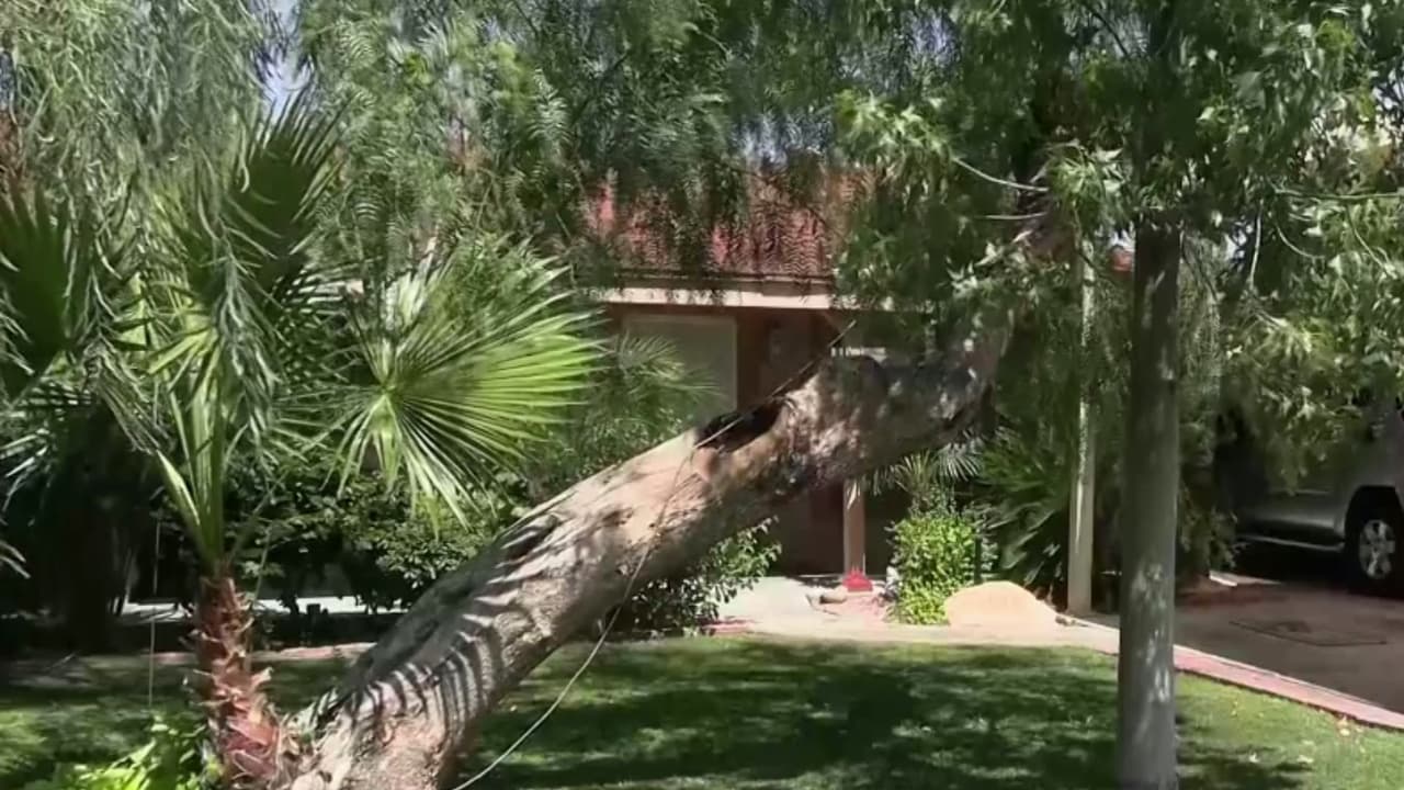 Curso gratis de arboricultura en Phoenix: Capacitación en oficios verdes de Unlimited Potential