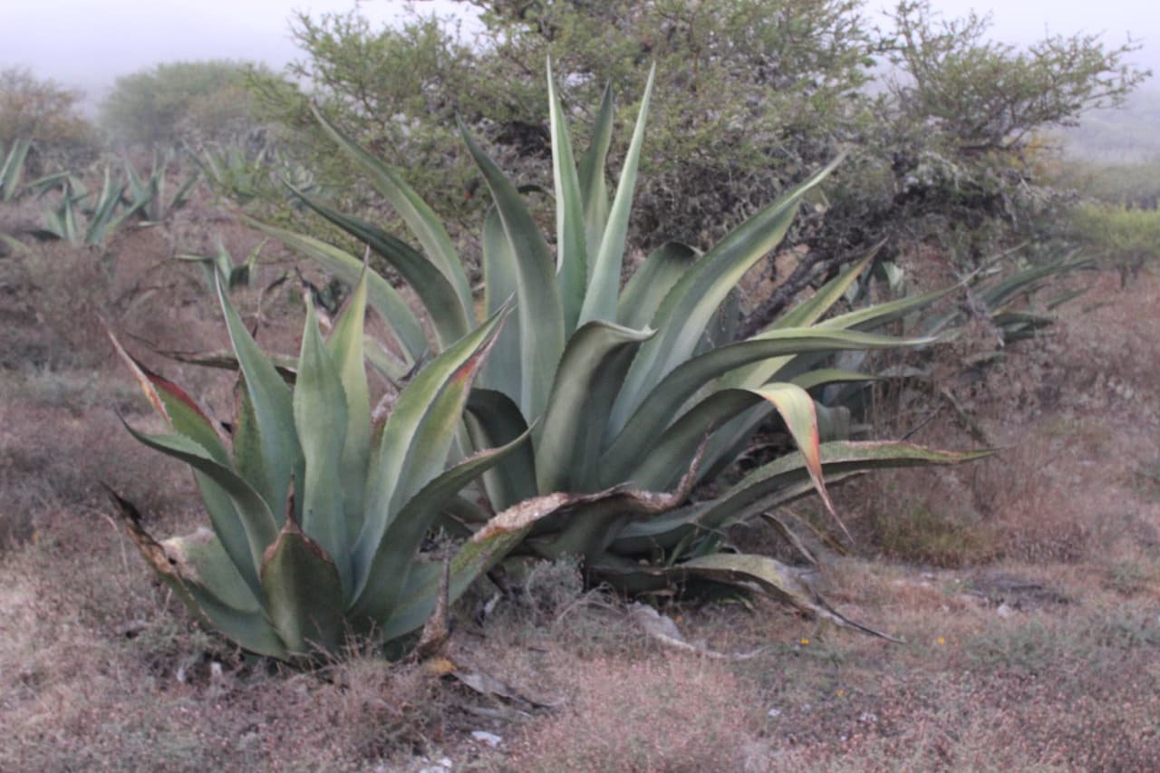 El agave tiene múltiples usos y en el festival te cuentan cómo hacerlos