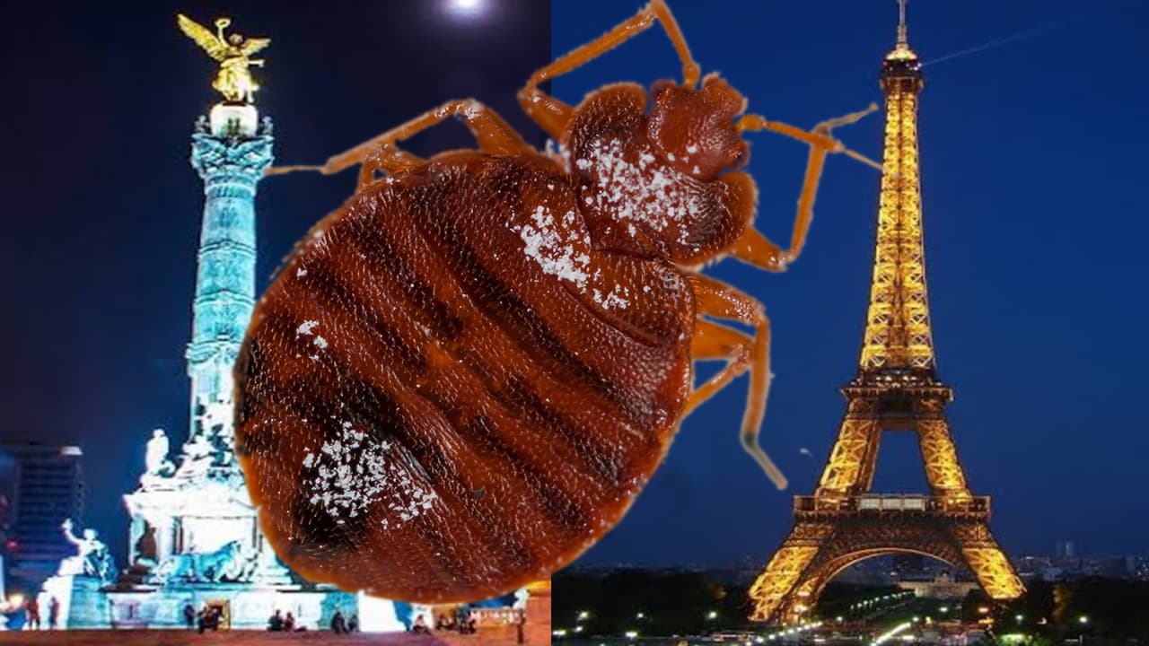 Plaga de chinches en México y París podría  volverse mundial: advierten expertos