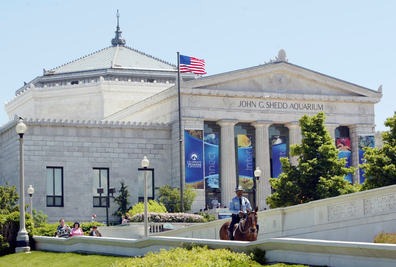 El acuario Shedd tendrá entrada gratis 12 días el mes de septiembre
