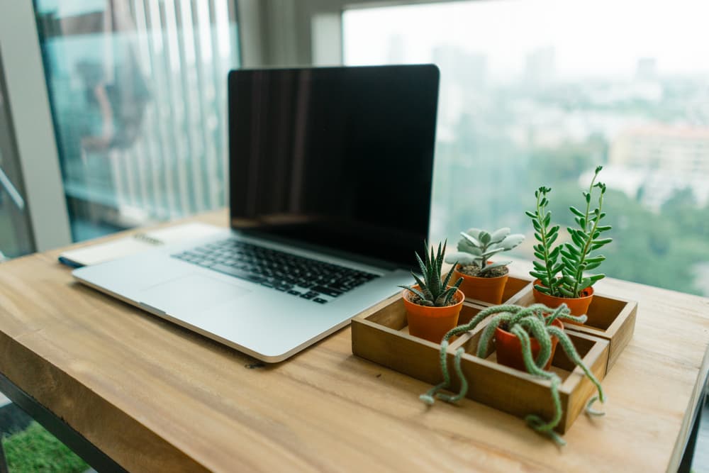 Y ese cactus, que debe ser pequeño y siempre bien cuidado, podrá también absorber la mala energía de personas. Si está muriendo, es señal de que debes llevarlo a otro lugar mejor.