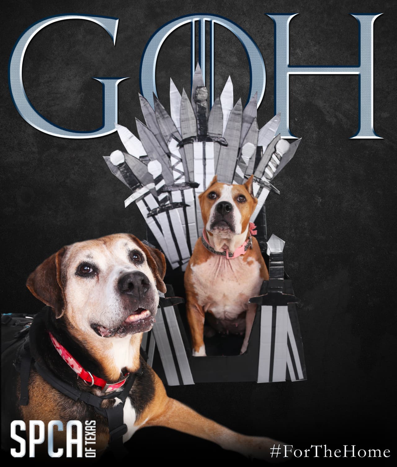 Las tarifas de adopción regularmente son de $ 125 para cachorros y gatitos de 0 a 6 meses y de $ 60 para perros adultos y gatos de 6 meses o más.