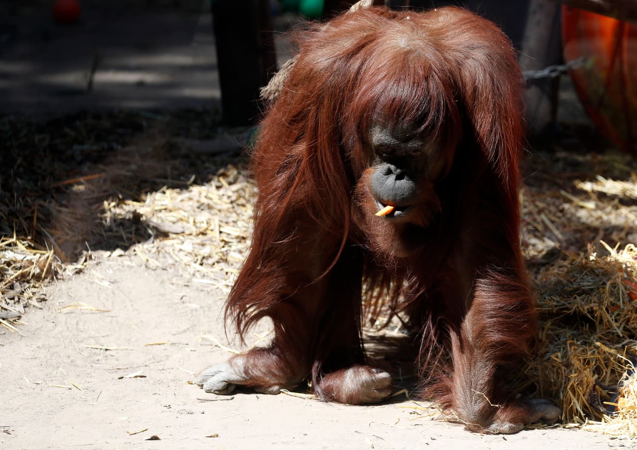 Su nuevo hogar será el Center for Great Apes de Orlando, Florida. En sus 40 hectáreas viven 21 orangutanes que han sido rescatados de circos, de la industria del entretenimiento o de dueños que los tenían como mascotas.