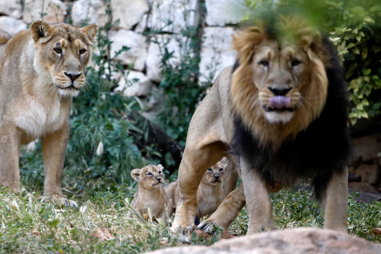 Después que se escuchó toser a cuatro 
<b>leones</b> en el zoológico de Barcelona, dieron positivos en coronavirus.