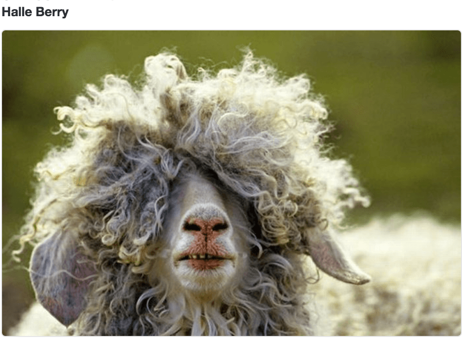 Hubo quienes compararon el peinado de la actriz con esta exótica oveja.