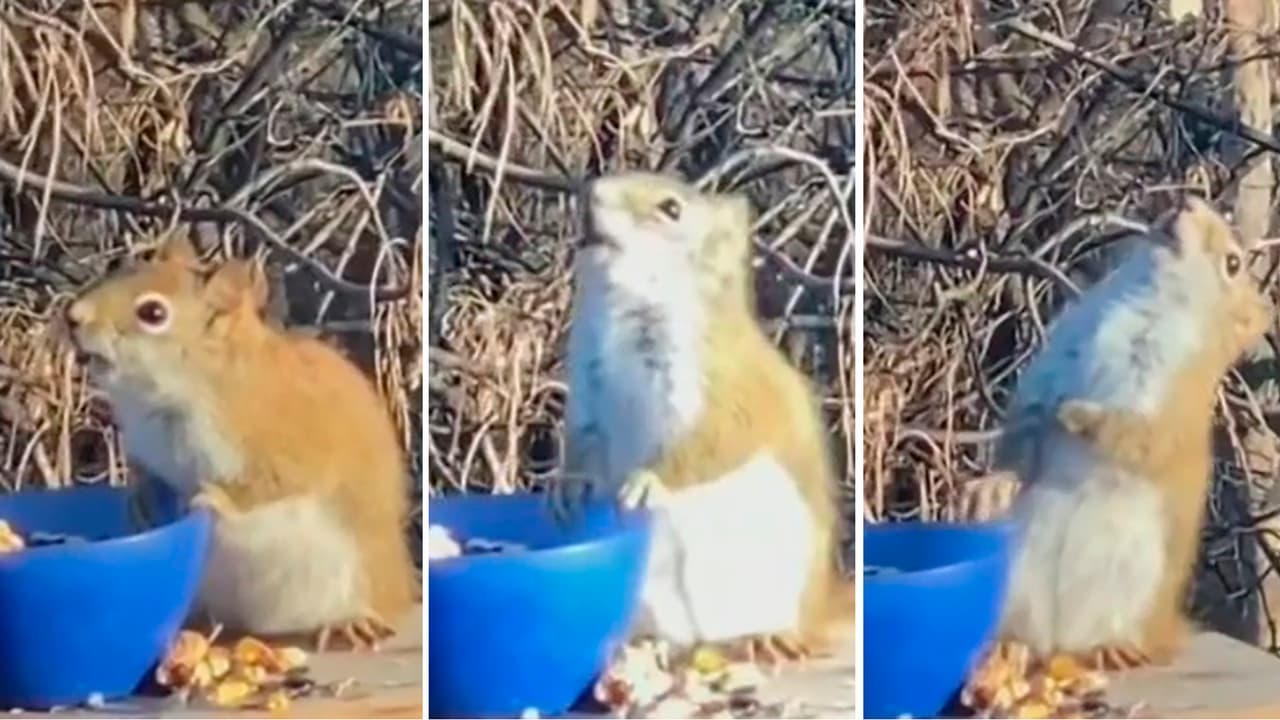 Esta historia nos dejó con una sonrisa en el rostro: se trata de una 
<a href="https://www.univision.com/shows/despierta-america/una-ardilla-se-emborracha-tras-comer-peras-fermentadas-y-al-otro-dia-vuelve-por-mas-video">ardillita traviesa que se emborrachó</a>, pero además al día siguiente regresó por lo que había quedado.