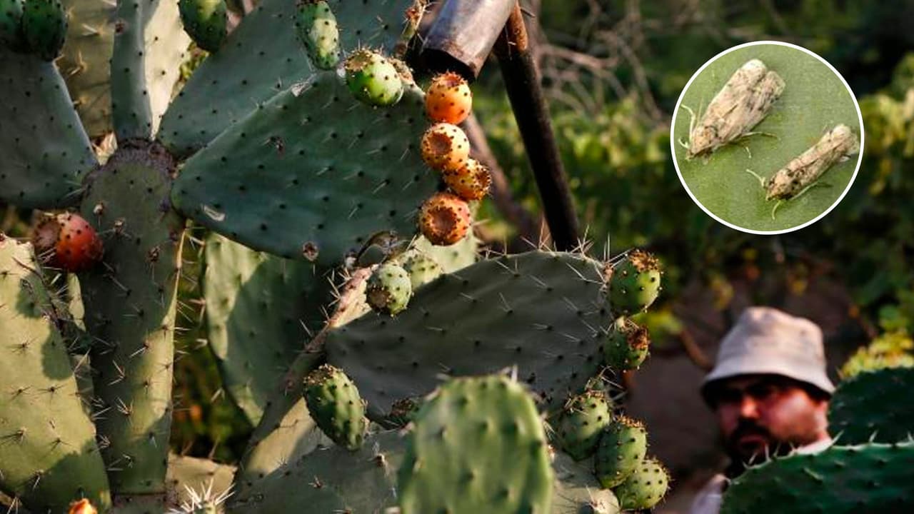  Temen la llegada de un pequeño insecto que tiene la capacidad de destruir cultivos de nopales