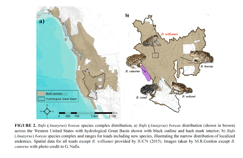 Esta es la zona de estudio y la distribución de diferentes especies de sapos, incluidos los recién descritos.