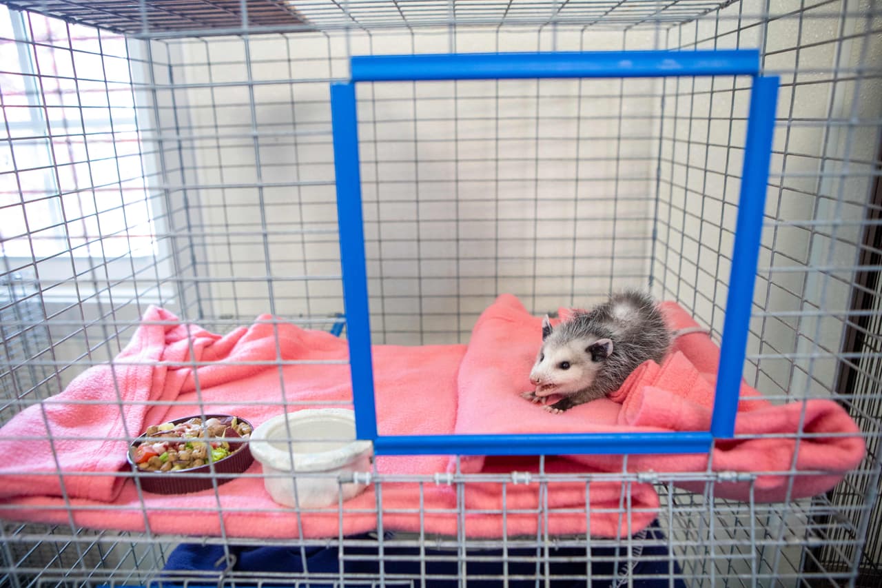 Otros términos usados para las zarigüeyas son: carachupas en Bolivia o Perú, Ilacas o kunguumas en Chile, raposas o huanchachas en Ecuador, calatrupas o mucas en Perú; y rabipelados, churros, quengues o faros en Venezuela.