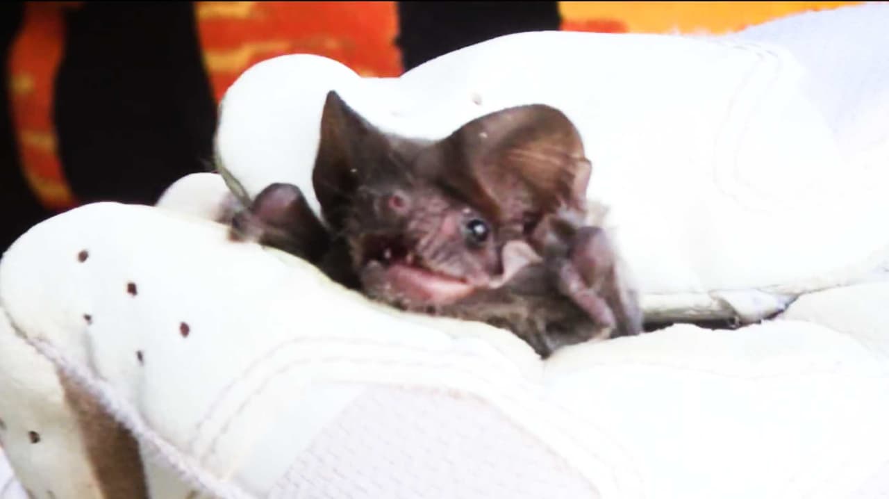 Murciélago en Lodi da positivo a rabia; autoridades piden proteger mascotas y evitar contacto