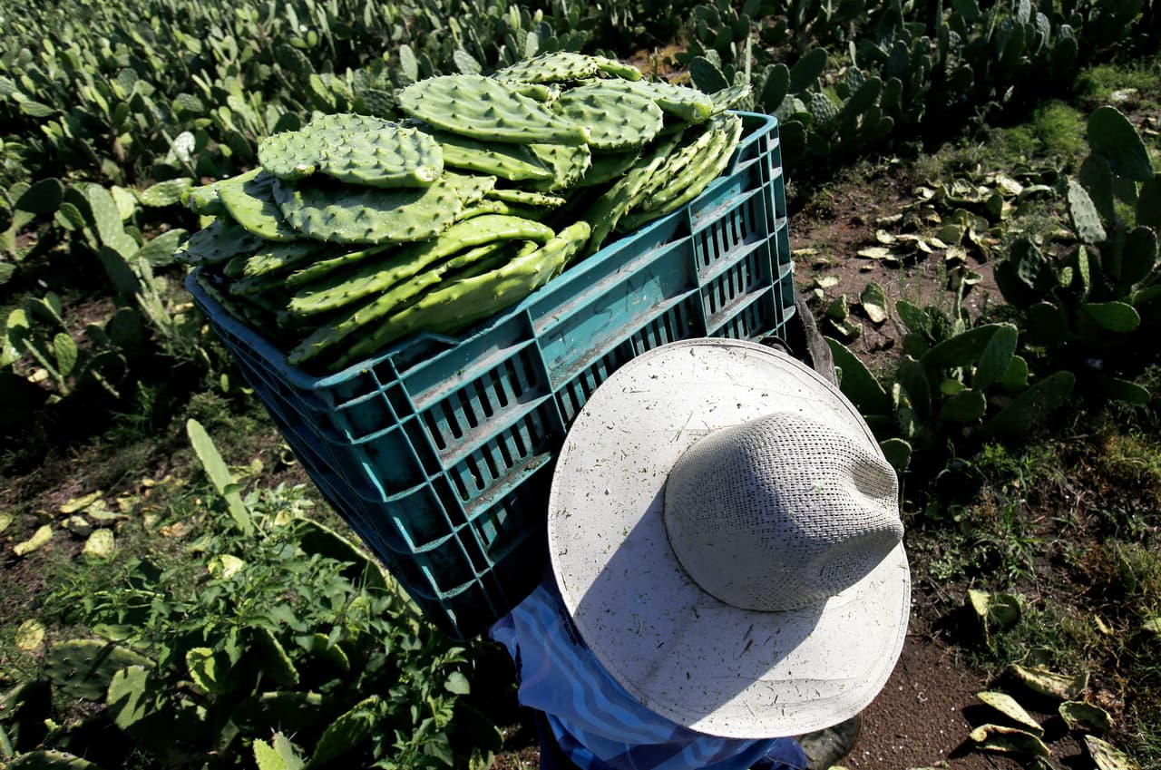 Las pencas infestadas se ven amarillas y transparentes. También tienen excremento sobre la penca, el cual es empujado por las larvas al exterior a través de pequeños orificios.