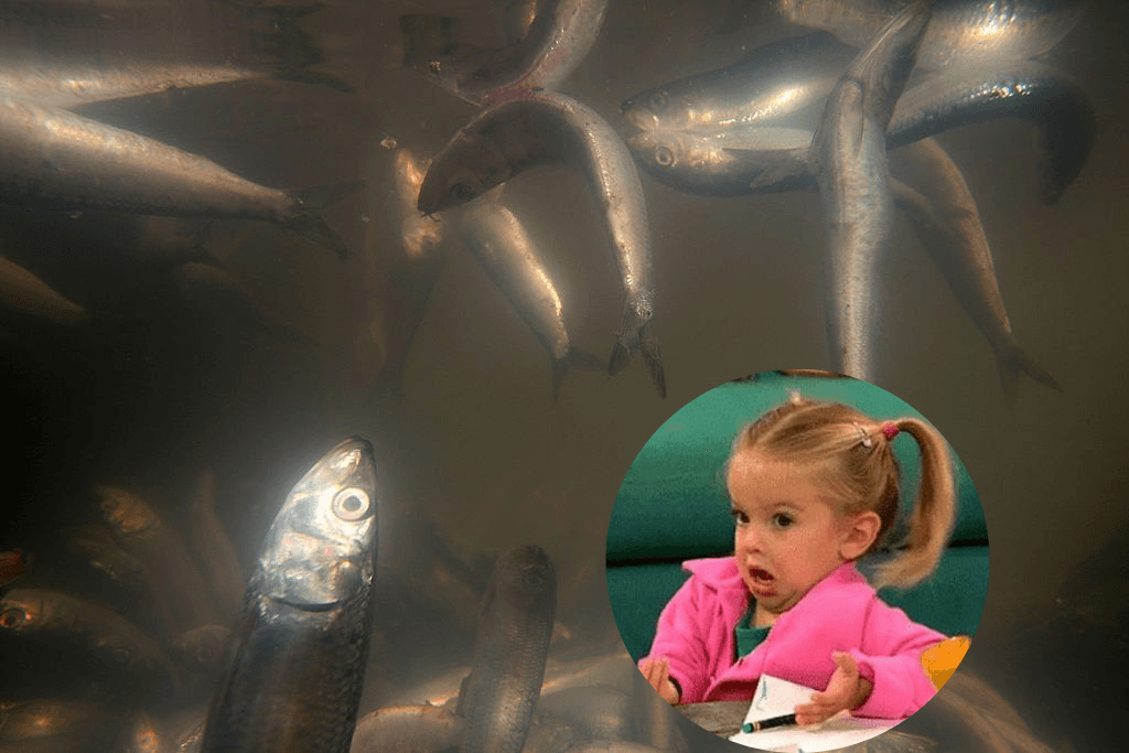 Especie de pez declarada extinta estaría “vivita y coleando”.