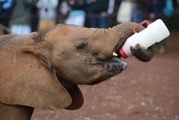 Un bebé elefante rescatado es alimentado con fórmula.