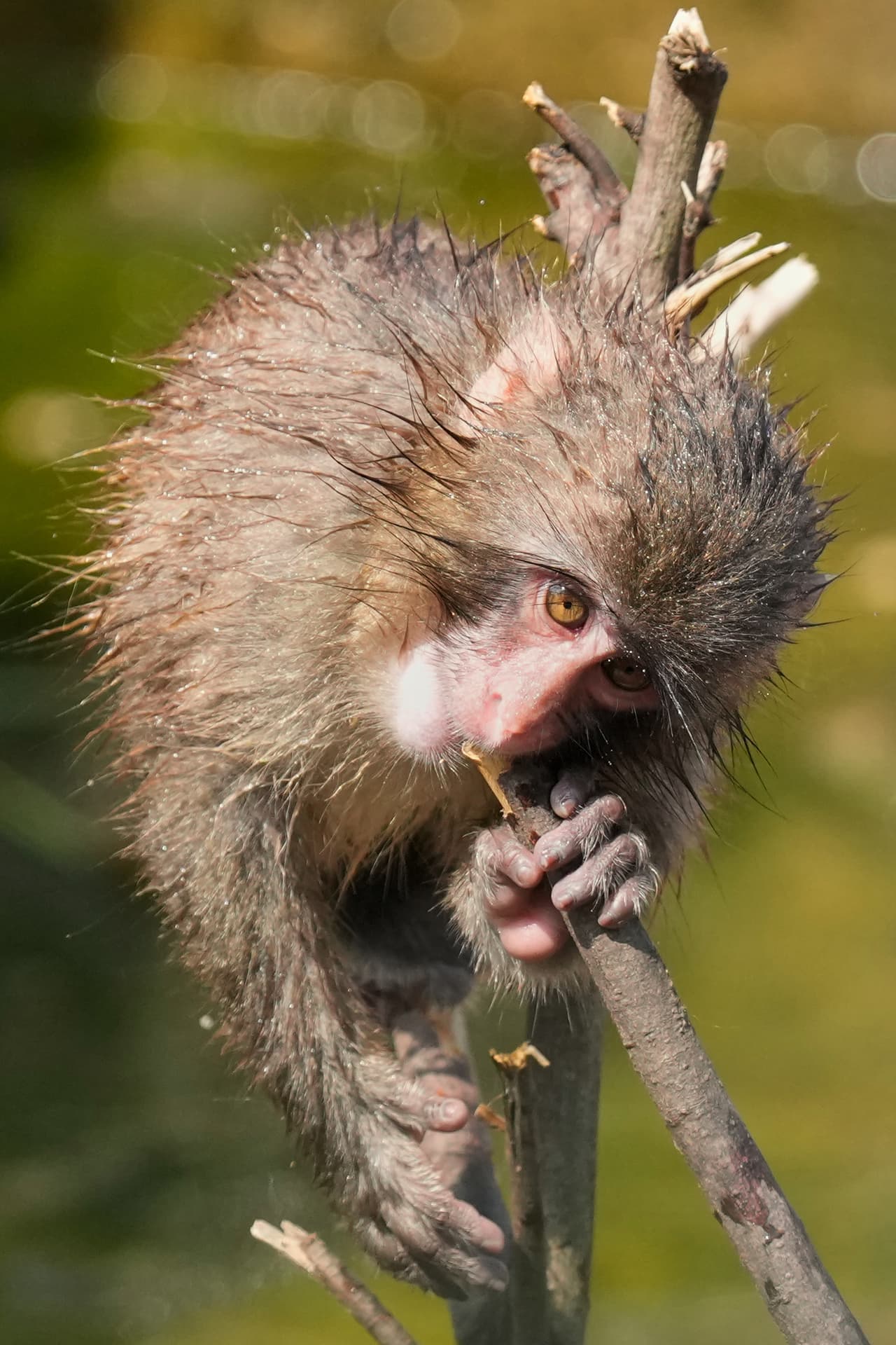 Hoy, convertido en un macaco sano y sociable, Punch sigue siendo un símbolo de resiliencia y uno de los animales más queridos por los usuarios de redes sociales en todo el mundo.