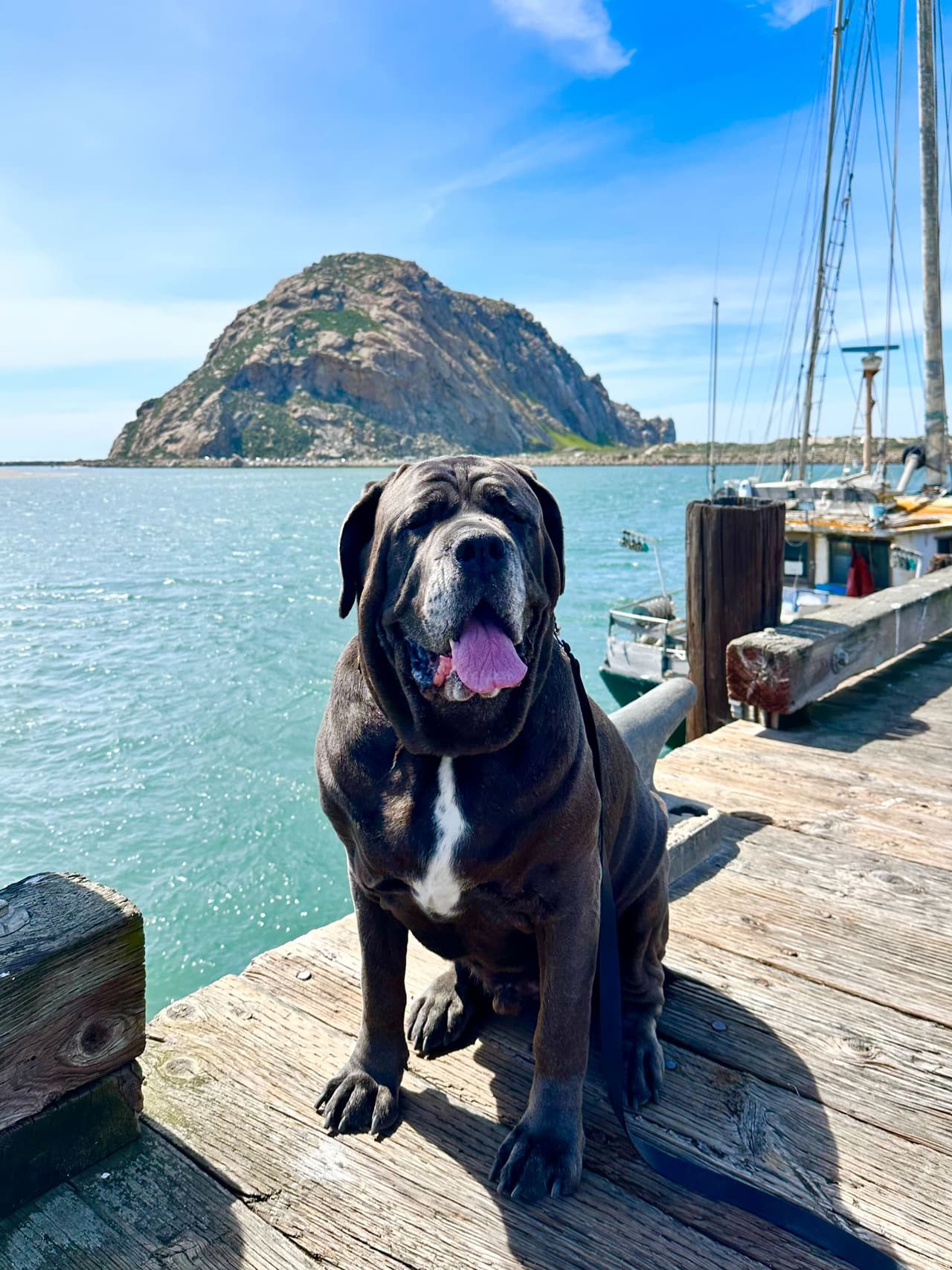 De hecho, si puedes, alquila un vehículo recreativo o una caravana y acampa para disfrutar de los increíbles paisajes que hay a lo largo de Morro Bay. Lo más bonito que
<b>puedes llevar a tu mascota</b> para que pasen momentos inolvidables, muchos restaurantes a los alrededores de la bahía permiten el ingreso de sus mascotas.
<br>