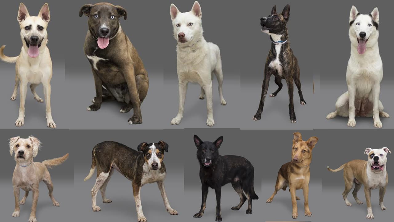 <b><a href="https://www.houstonhumane.org/adopt-a-pet/dog-adoptables" target="_blank">Houston Humane Society</a></b> se localiza en la siguiente dirección: 14700 Almeda Rd., Houston, TX 77053. Los horarios de adopciones son de lunes a viernes de 11:00 a.m. a 6:00 p.m. y sábado y domingo de 11:00 a.m. a 5:30 p.m.