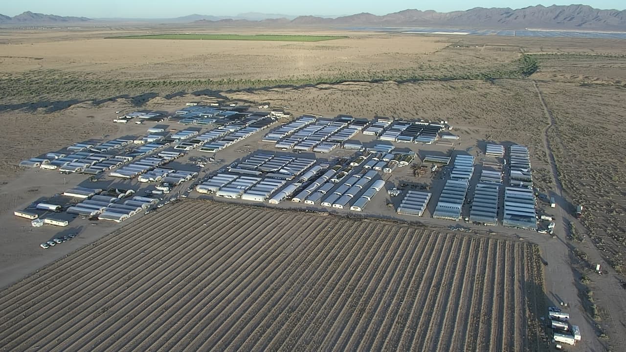 Marihuana en el desierto: desmantelan uno de los cultivos ilegales de cannabis más grandes de California