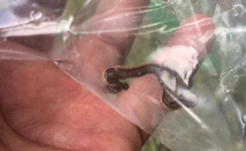 1. Agarrar el gusano con una servilleta, meter el gusano en una bolsa de plástico, ponerle sal, cerrar la bolsa y tirarla a la basura.