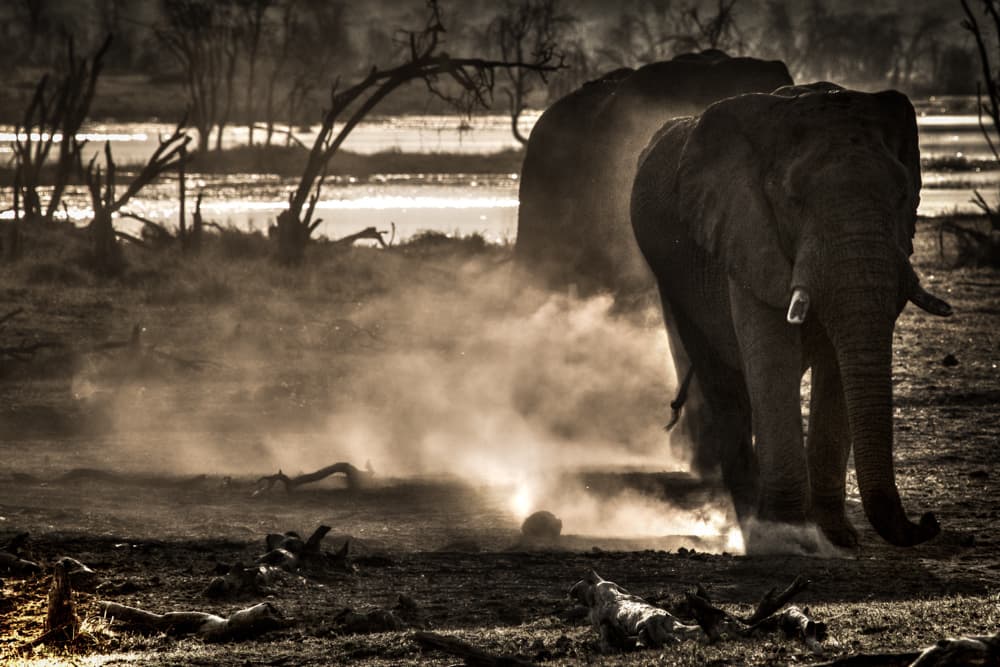 Las cifras son alarmantes: se trata de una
<b>disminución del 30% de estos mamíferos en un periodo de solo 7 años. </b>
<br>Botswana es el hogar de la mayor concentración de elefantes africanos. Lea más
<a href="http://www.univision.com/noticias/planeta/el-primer-gran-censo-de-elefantes-estima-que-la-especie-puede-desaparecer-de-africa-en-10-anos">aquí</a>