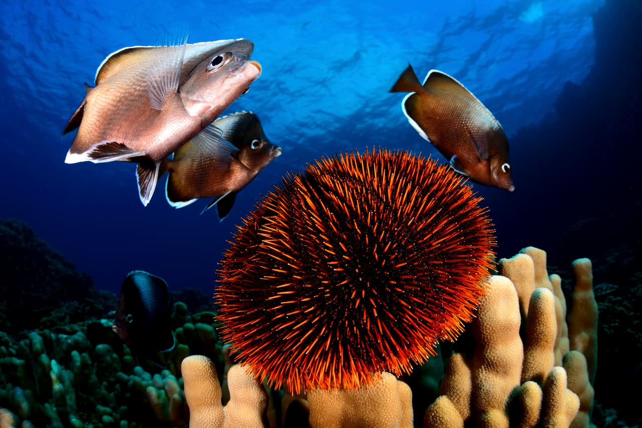 Chile estrena 3 áreas marinas protegidas más grandes que Texas y California juntas 