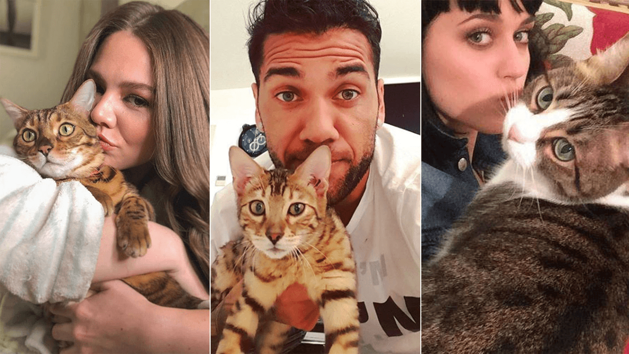 'Meow': Famosos que celebran a sus gatitos por #NationalCatDay 😻