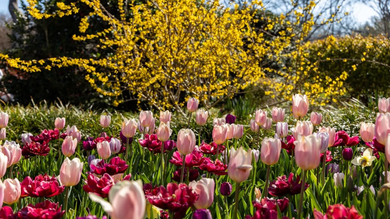 <b>Qué esperar al llegar</b>
<br>Caminatas largas, jardines temáticos, escaleras y senderos con desniveles leves. No es un paseo de diez minutos, 
<b>es una visita de dos a tres horas si se hace con calma.</b>
<br>Para familias, conviene revisar el calendario porque 
<b>durante la temporada se programan actividades infantiles y eventos especiales.</b>
<br>Qué llevar
<br>👉🏻 Zapatos cómodos.
<br>👉🏻 Agua. 
<br>👉🏻 Protector solar.
<br>Si el plan incluye fotos formales, prever tiempo adicional, 
<b>hay puntos muy concurridos donde se forman filas espontáneas.</b>
<br>La asistencia anual suele contarse 
<b>por cientos de miles de visitantes durante las semanas de primavera.</b>