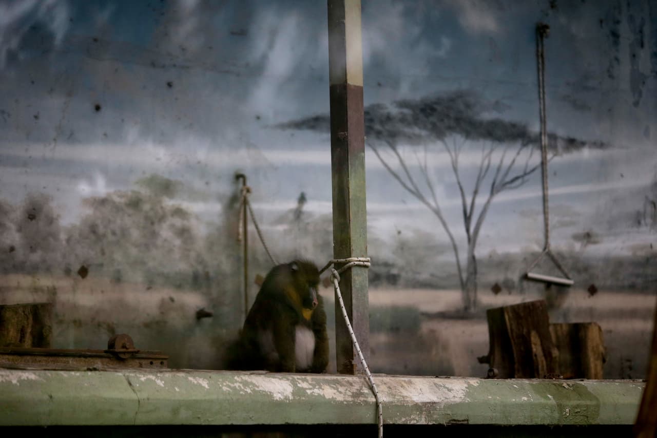 Ni un solo animal ha sido trasladado del zoológico, de acuerdo a AP.