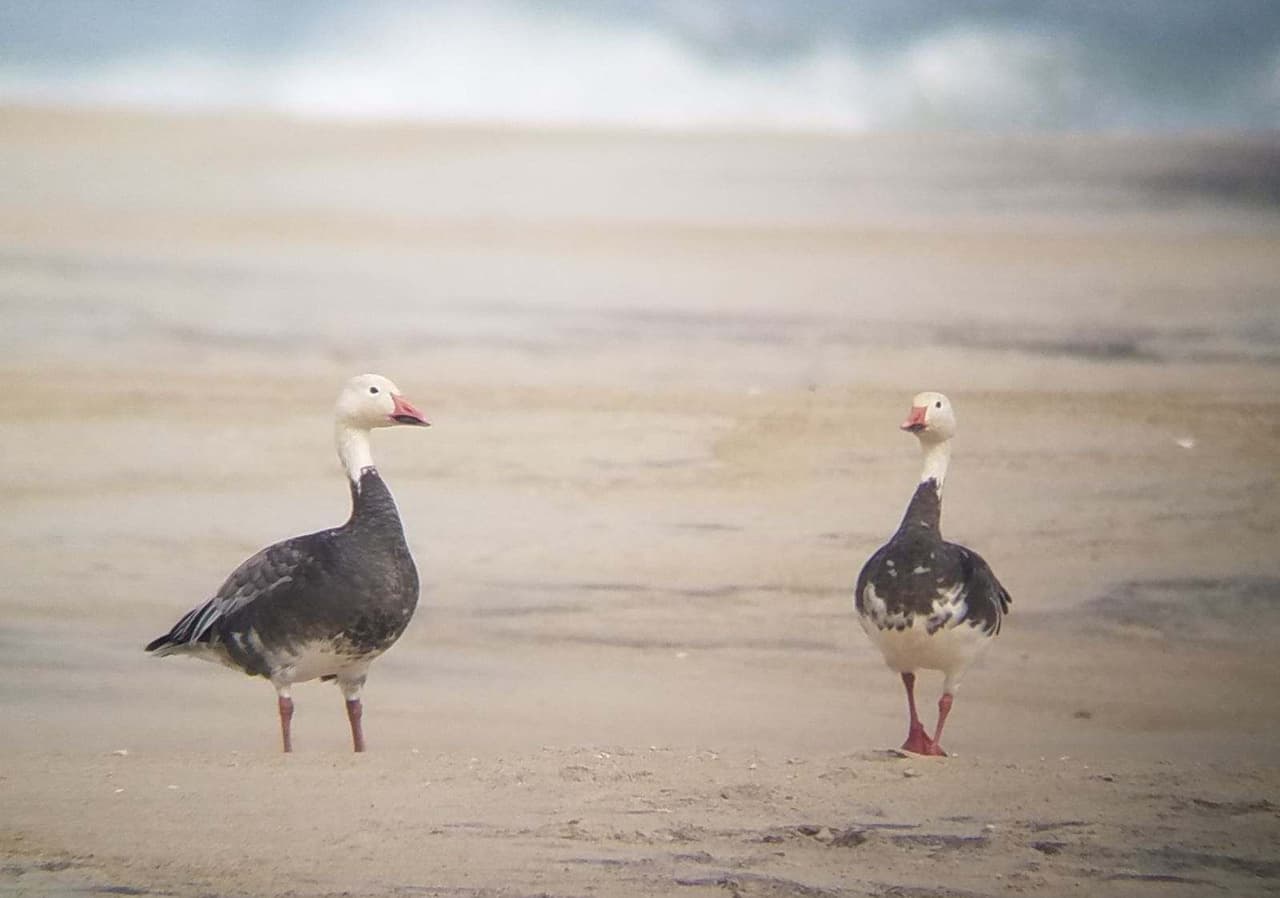 <b>Pea Island National Wildlife Refuge</b>
<br>Sitio web:
<a href="https://www.fws.gov/refuge/pea-island">https://www.fws.gov/refuge/pea-island</a>
<br>
<b><a href="https://goo.gl/maps/mf9BbHfU8XPCQpPu7">Cómo llegar</a> </b>
<br>
<br>El Refugio Nacional de Vida Silvestre Pea Island es una pequeña porción de isla barrera en los Outer Banks de Carolina del Norte. Es pequeña en tamaño, pero enorme en popularidad entre la vida silvestre y la gente. Pea Island ofrece a los visitantes la oportunidad de experimentar espectaculares bandadas de patos, cisnes y otras aves acuáticas, y explorar playas y dunas dinámicas. Los visitantes pueden pasar por el Centro de visitantes, caminar por uno de los senderos del refugio, pescar en las olas o relajarse en la playa.