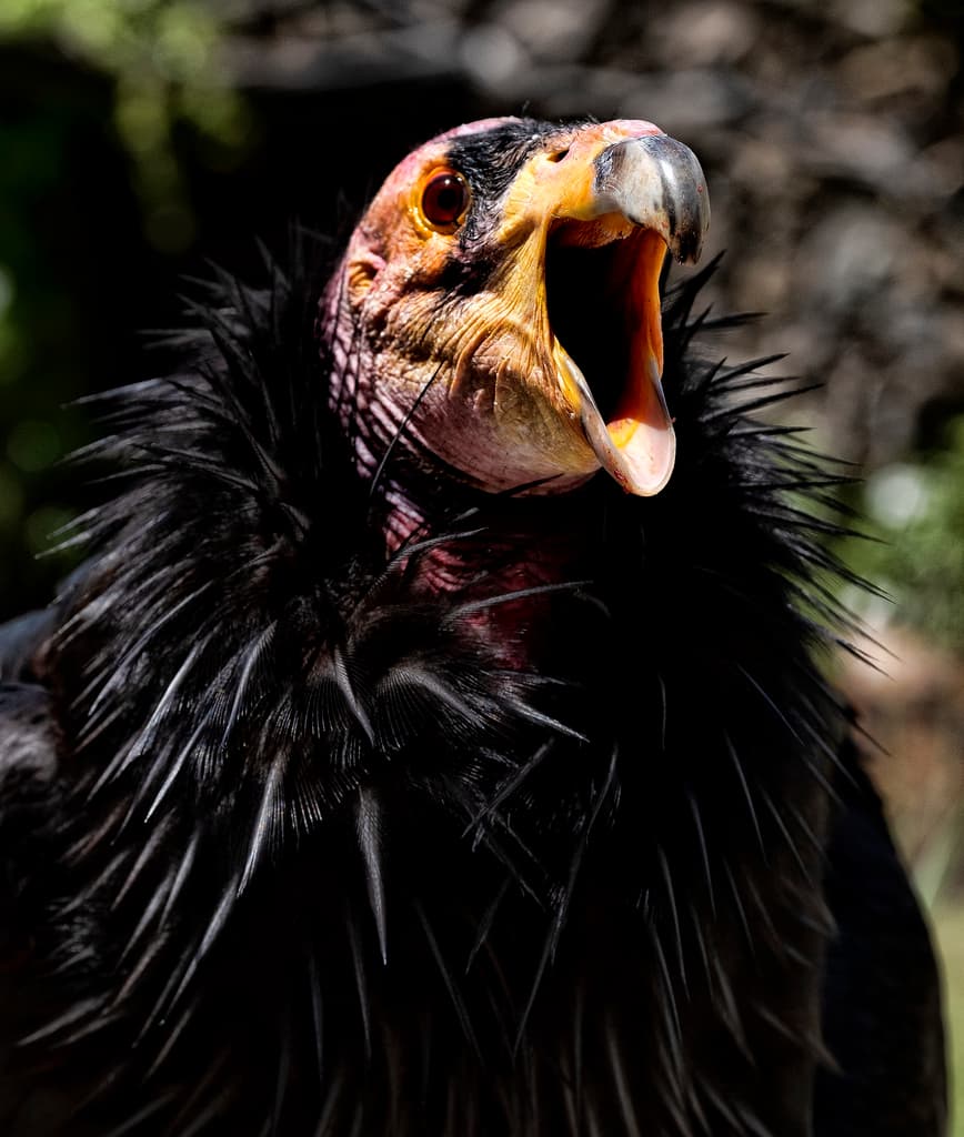 Podrá gritar lo que quiera, pero al cóndor de California le toma 6 años alcanzar la madurez, algo que también limita el proceso de aumentar la especie en peligro de extinción.