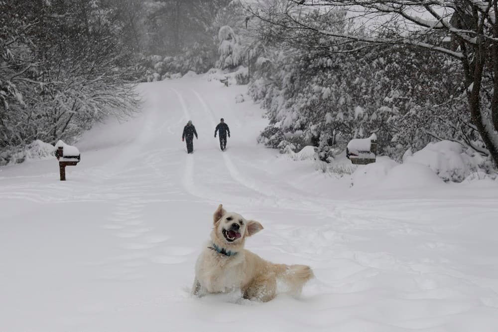 Una enorme tormenta arrojó nieve, aguanieve y lluvia gélida el domingo en una amplia franja del sureste de Estados Unidos, lo que llenó de hielo los caminos, paralizó el tránsito y dejó a miles de habitantes sin electricidad. En la imagen, un labrador pasea en la nieve en Morganton, Carolina del Norte.