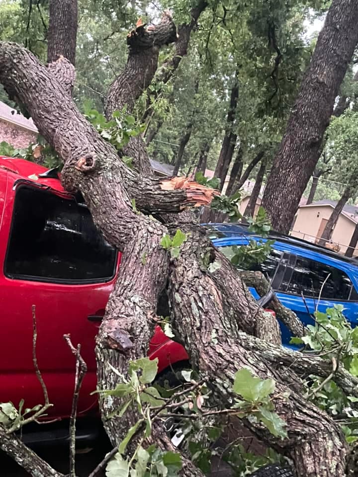 Árboles de gran tamaño cayeron sobre múltiples autos, dejándolos totalmente destrozados.