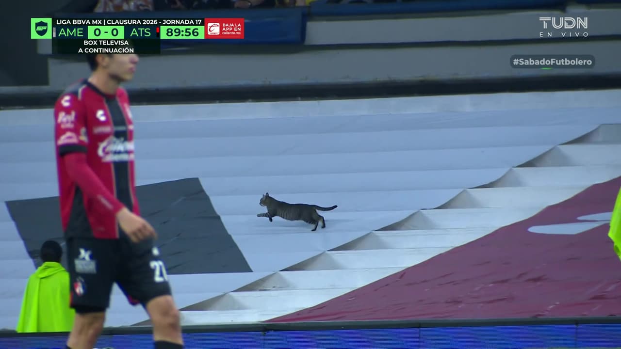 ¡Un gato es captado corriendo en las gradas del Estadio Banorte!