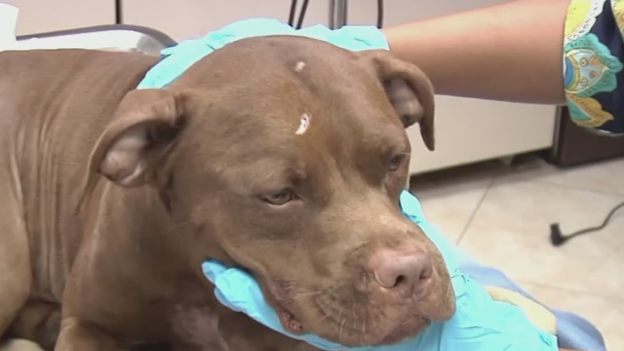 Dueños de mascotas, pacientes y proveedores de servicios: nuevas leyes entran en vigor en Florida