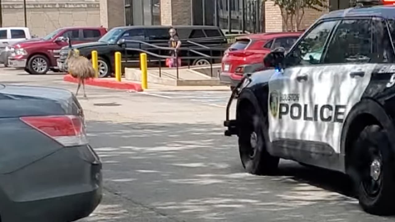 Detrás del ave iban tres patrullas de policía de Houston, según se ve en las imágenes.