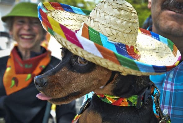 Decenas de perritos se disfrazaron y personificaron en tradicionales vestimentas para festejar el 5 de Mayo.