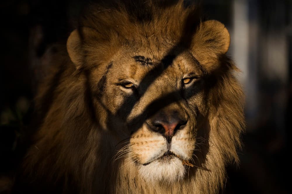 Un león en un santuario de animales en Suráfrica.