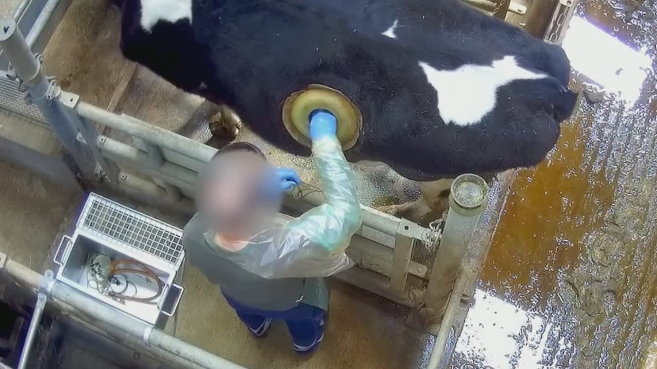 ¿Qué son esos agujeros que les hacen a las vacas? Estas imágenes revelan la cruda realidad