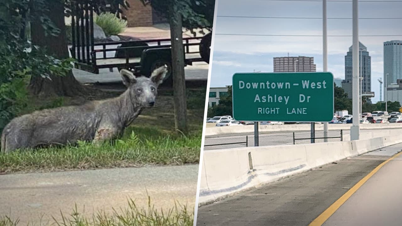 Extraño animal que confunde a muchos deambula en calles de Tampa 
