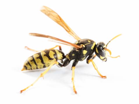 <b>Paper Wasps </b>
<br>Las ‘avispas de papel’ se encuentran comúnmente en todo Texas y se identifican fácilmente mediante ciertas señales visuales. “Estas avispas son típicamente de 1 pulgada de largo y pueden variar en coloración de naranja rojizo a marrón oscuro, y algunas especies pueden incluso tener marcas amarillas en su cuerpo. Posiblemente uno de los métodos más fáciles de identificación es su forma de nido”, según indica Texas Bee Inspection en su página web.