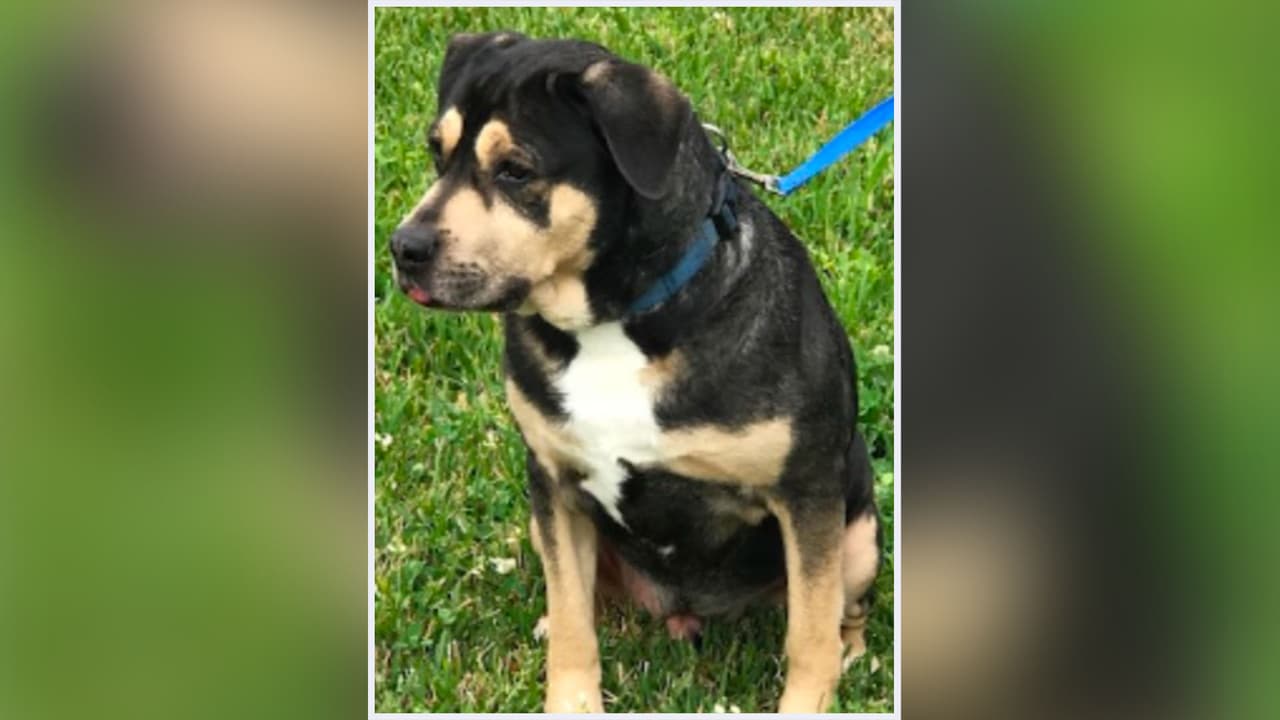 Condenan a un hombre a 10 años de libertad condicional por maltrato animal en Houston
