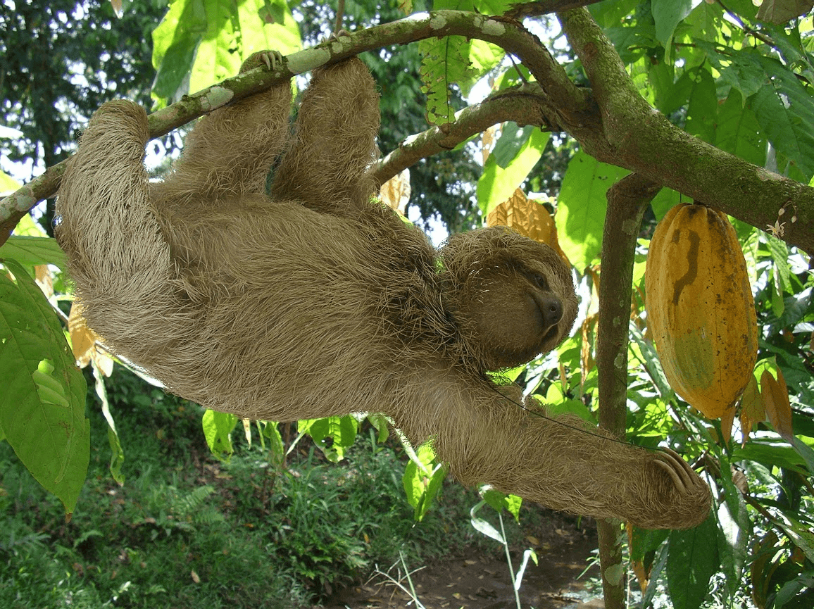 <b>Dormilones. </b>No son ni tan perezosos ni duermen tanto. Aunque en cautiverio puede pasar 20 horas del día durmiendo, lo cierto es que en el bosque tropical sólo necesitan 8 o 9 horas al día de descanso.
<br>