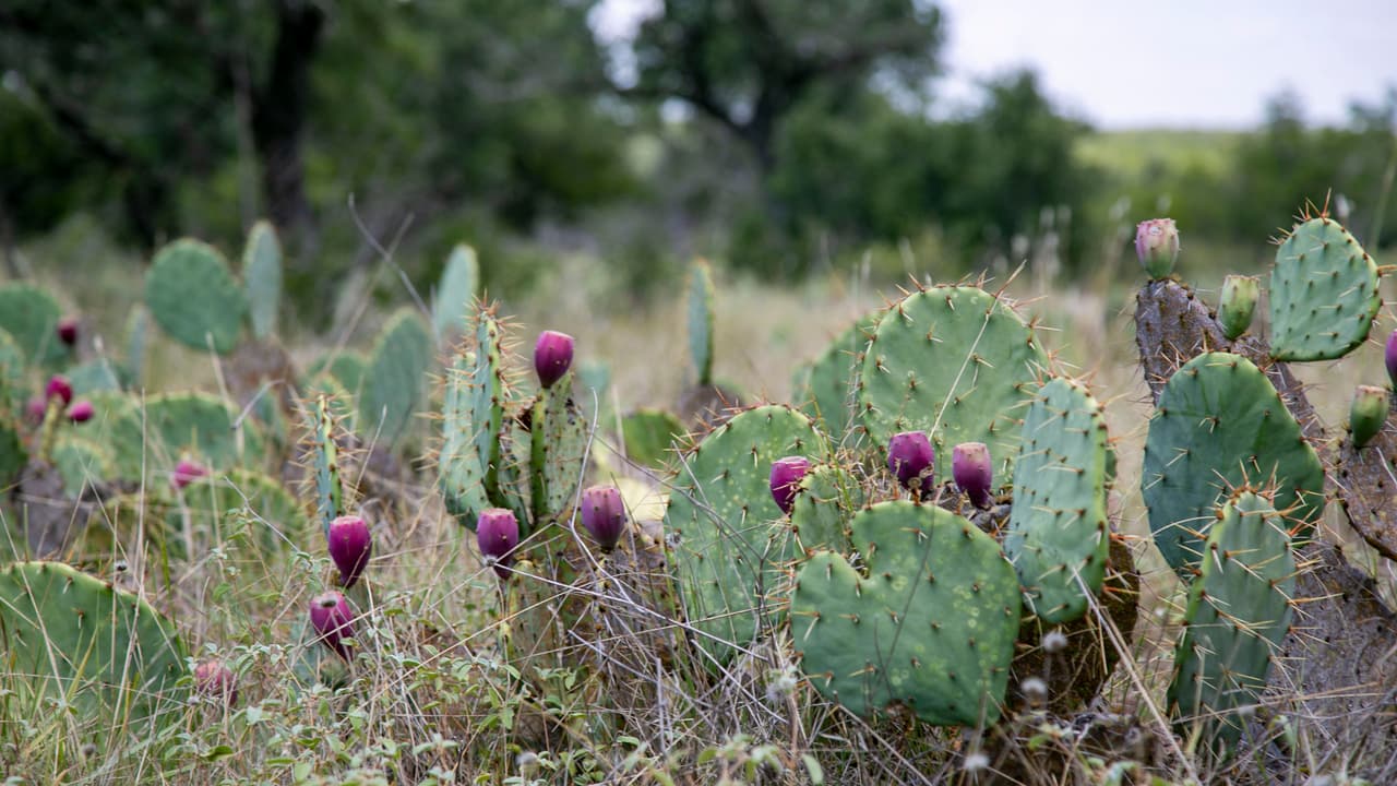 Algunos nopales adornan los senderos.