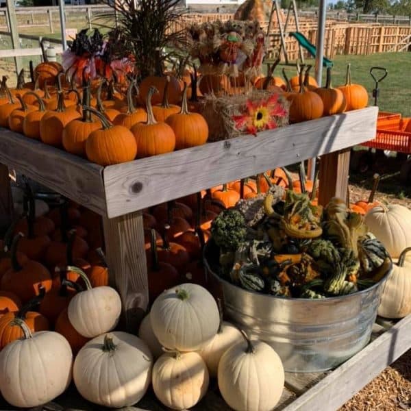 <b> <a href="http://harvesthayride.com/" target="_blank">Arasapha Farms:</a></b>
<a href="http://harvesthayride.com/" target="_blank"> </a>La recolección de calabazas apenas raspa la superficie de las actividades familiares aquí, pero puede comenzar con un paseo en carruaje al huerto de calabazas de cuatro acres para seleccionar su favorito del grupo. Después, los niños pueden probar el rebote de la almohada, el minigolf o la torre de neumáticos del menú de opciones. No se vaya sin navegar por el laberinto de maíz de cinco acres, que presenta un tema del espacio exterior y una búsqueda del tesoro virtual.
