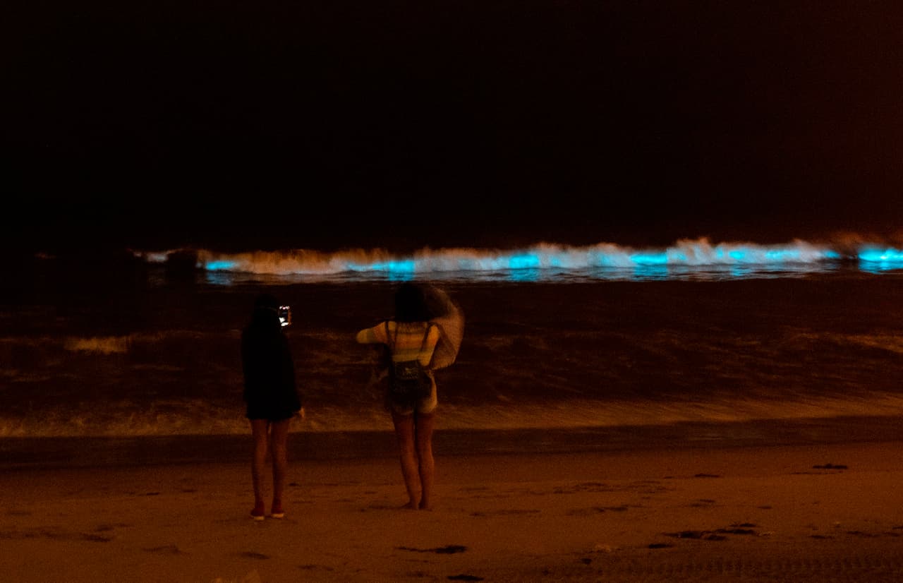 <b>¿Cuánto tiempo duran las mareas rojas?</b>
<br>Todo depende de las condiciones del tiempo que permiten la maduración y reproducción de los fitoplacton. "Las mareas rojas pueden durar de días a meses. El período de tiempo que dura una floración de plancton depende de varios factores, como de los nutrientes disponibles; la luz solar, la temperatura del agua, los cambios en las condiciones del viento o del oleaje, y su competencia con otras especies", explica el instituto del mar de UCSD.