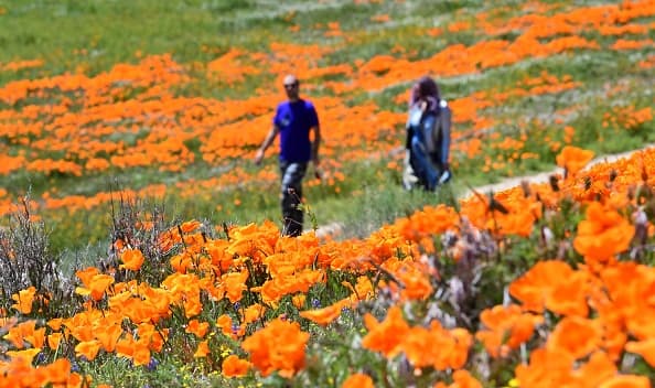 People visit poppy fields near the Antelope Valley California Poppy Reserve on April 16, 2020 in Lancaster, California where the annual spring bloom is underway. - This year's bloom is being live-streamed as park grounds remain closed since late March due to the coronavirus pandemic. (Photo by Frederic J. BROWN / AFP) (Photo by FREDERIC J. BROWN/AFP via Getty Images)