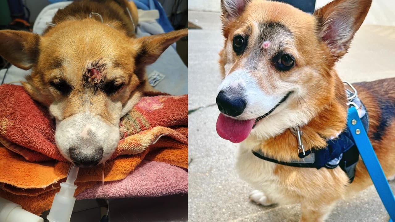 Conoce a Arthur, “El Sobreviviente”: la increíble historia de un perro que desafió la muerte 