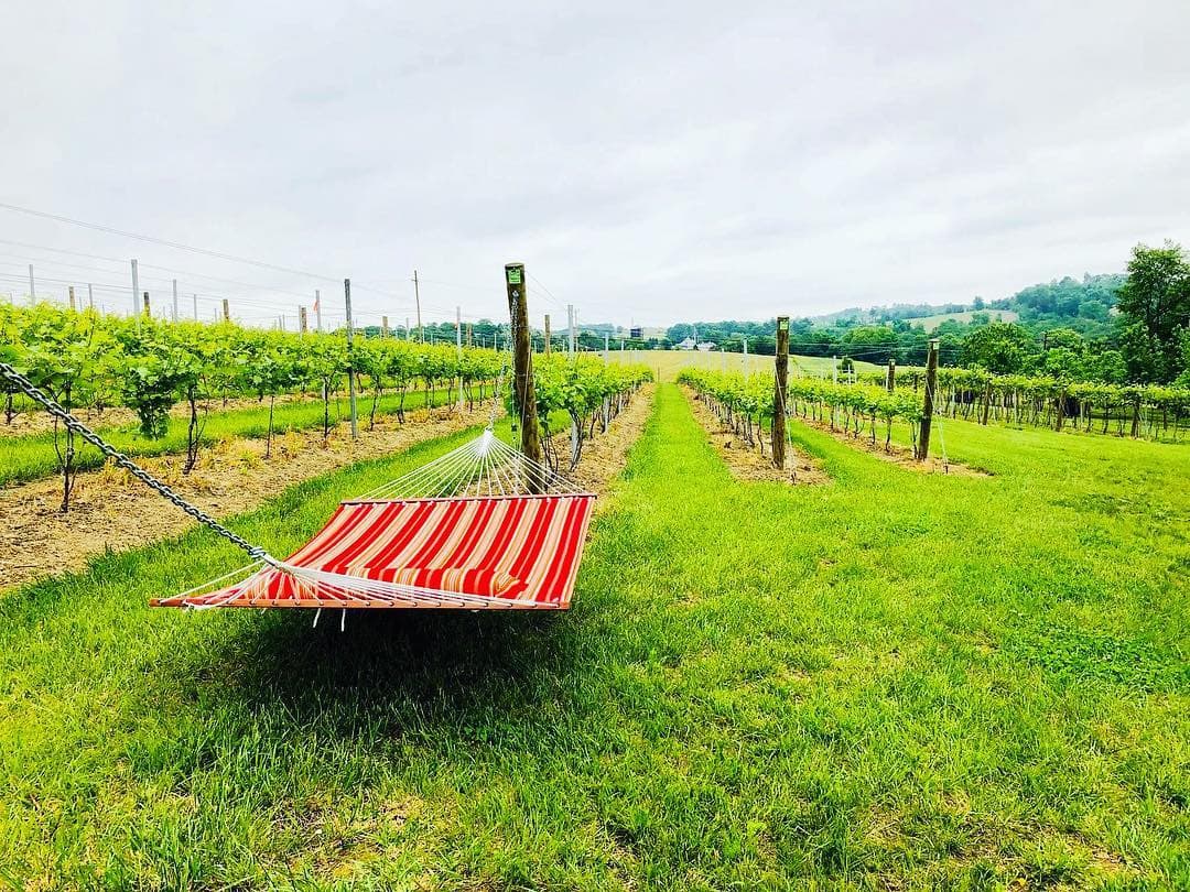 <b>La ruta del vino</b>: Pensilvania cuenta con un legado de vinificación que se ha convertido en una industria vinícola dinámica, alimentado por el deseo de beber localmente, crecer de forma sostenible e innovar en los pasos de William Penn.