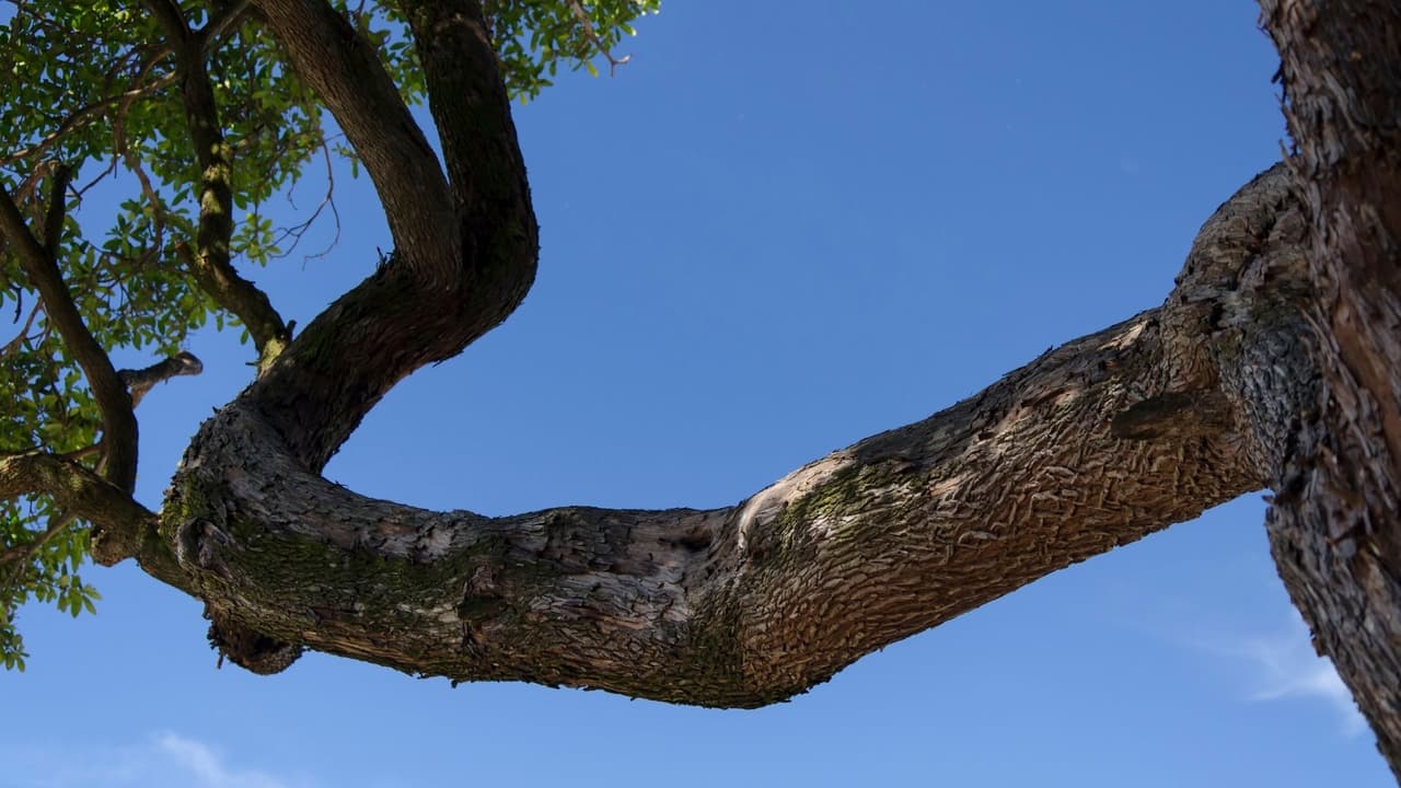 Poda los árboles cercanos a tu casa para evitar que vuelen ramas que puedan causar algún daño en tu entorno.