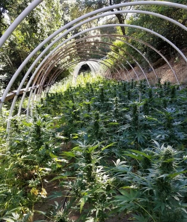 Organizaciones de procuración y prevención de justicia en los condados Tulare y Los Ángeles participaron en estos decomisos y arrestos durante tres días.